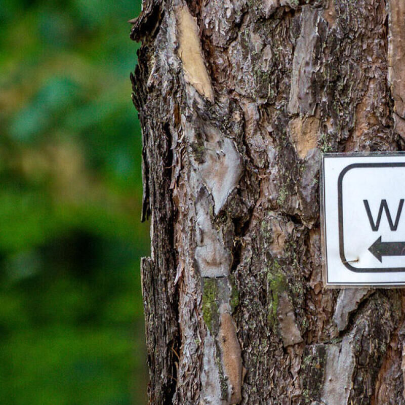 How to go to the toilet in the woods - title