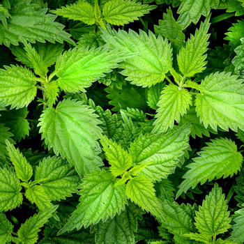 Faire caca dans les bois - ortis Faire caca dans les bois - ortis