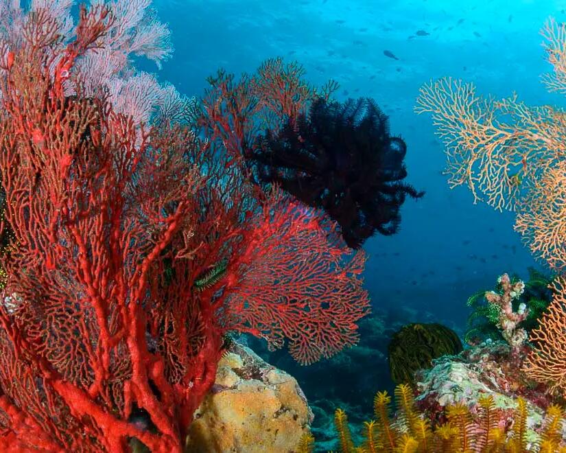 Adoptez un corail et contribuez à la préservation de l'environnement marin ! 