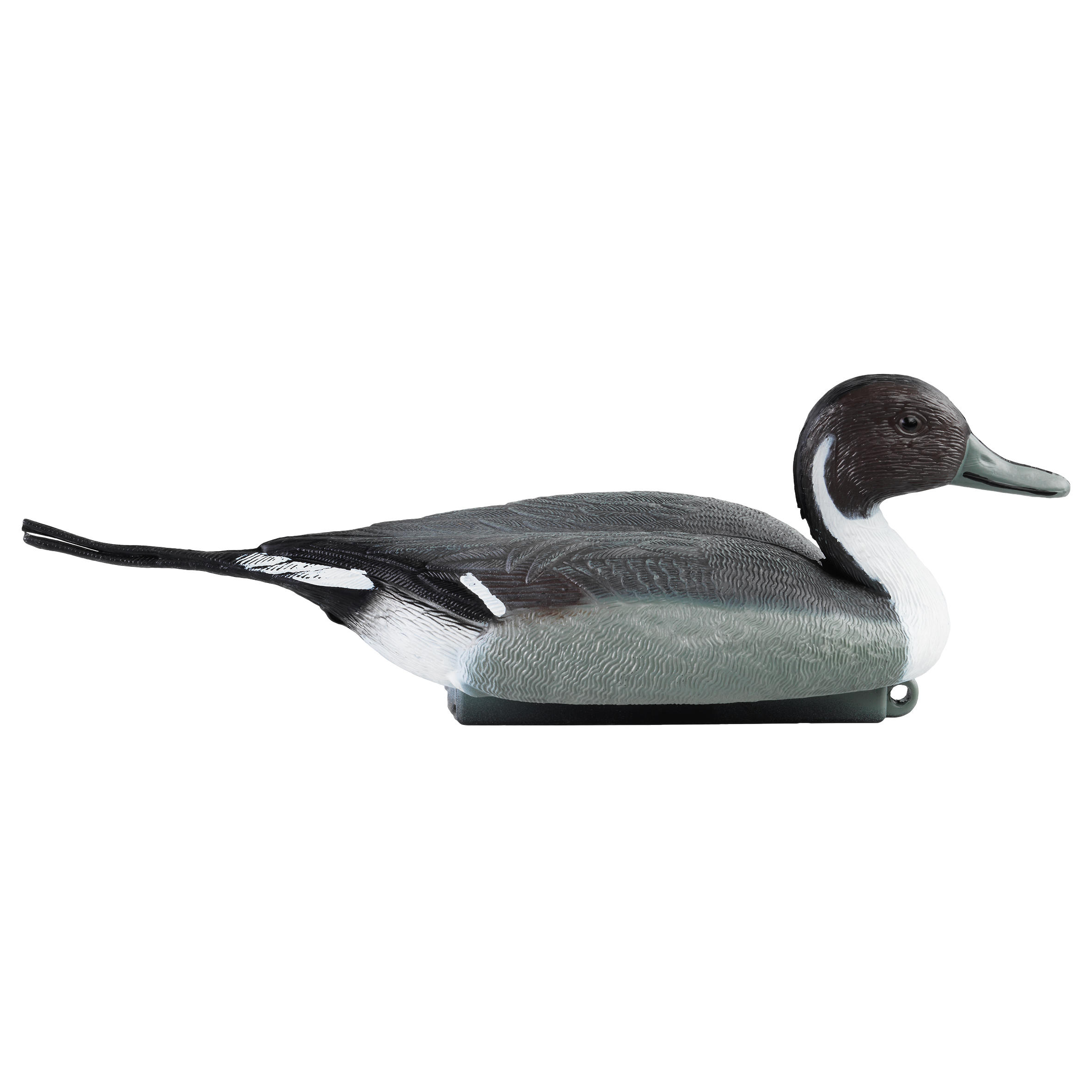 Male Pintail Decoy 3/5