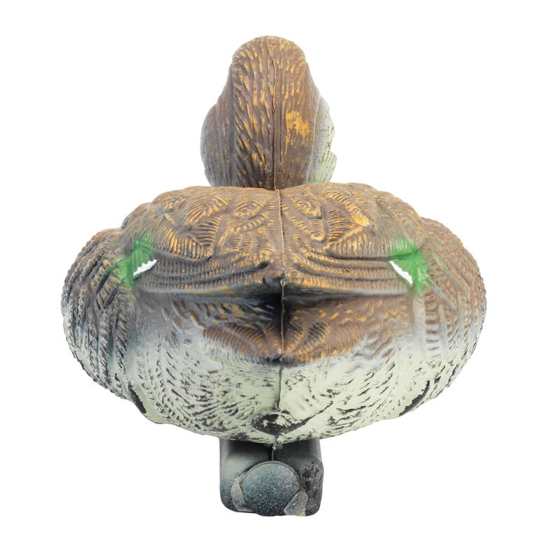Bałwanek cyraneczki samicy pianka