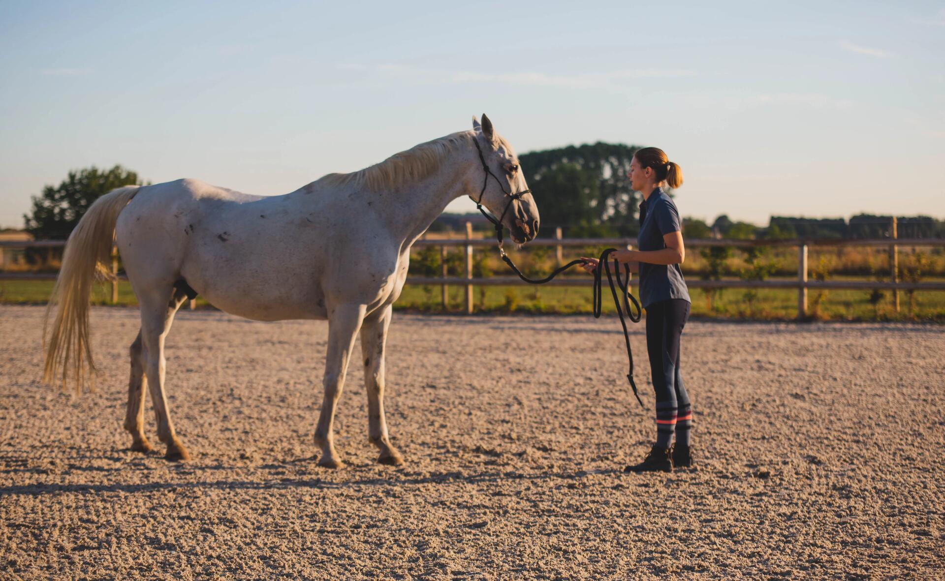 Cheval et sa cavalière en train de travailler le reculé à pied