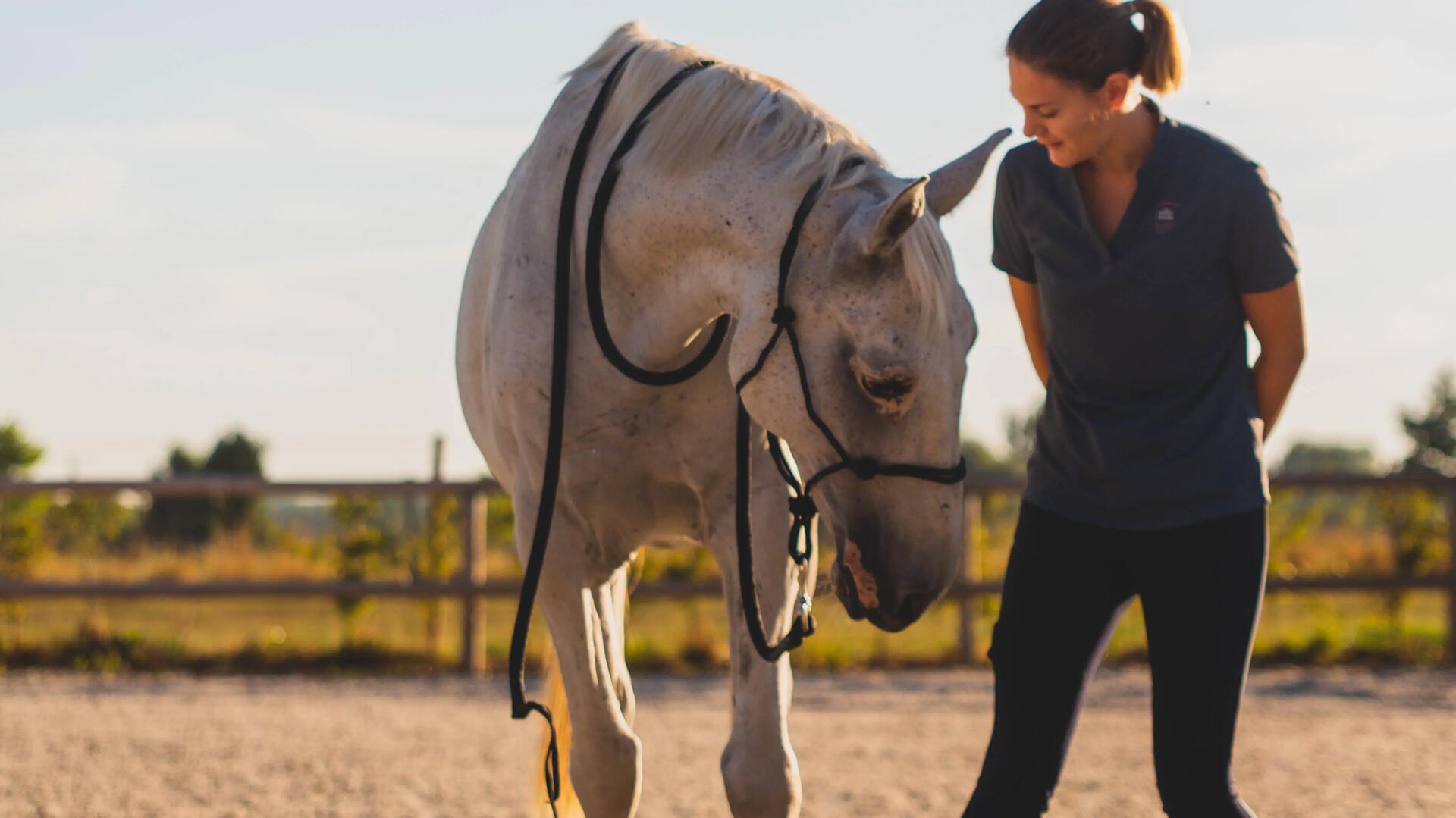 Cheval agé en train de faire des exercices de travail à pied en liberté avec sa cavalière