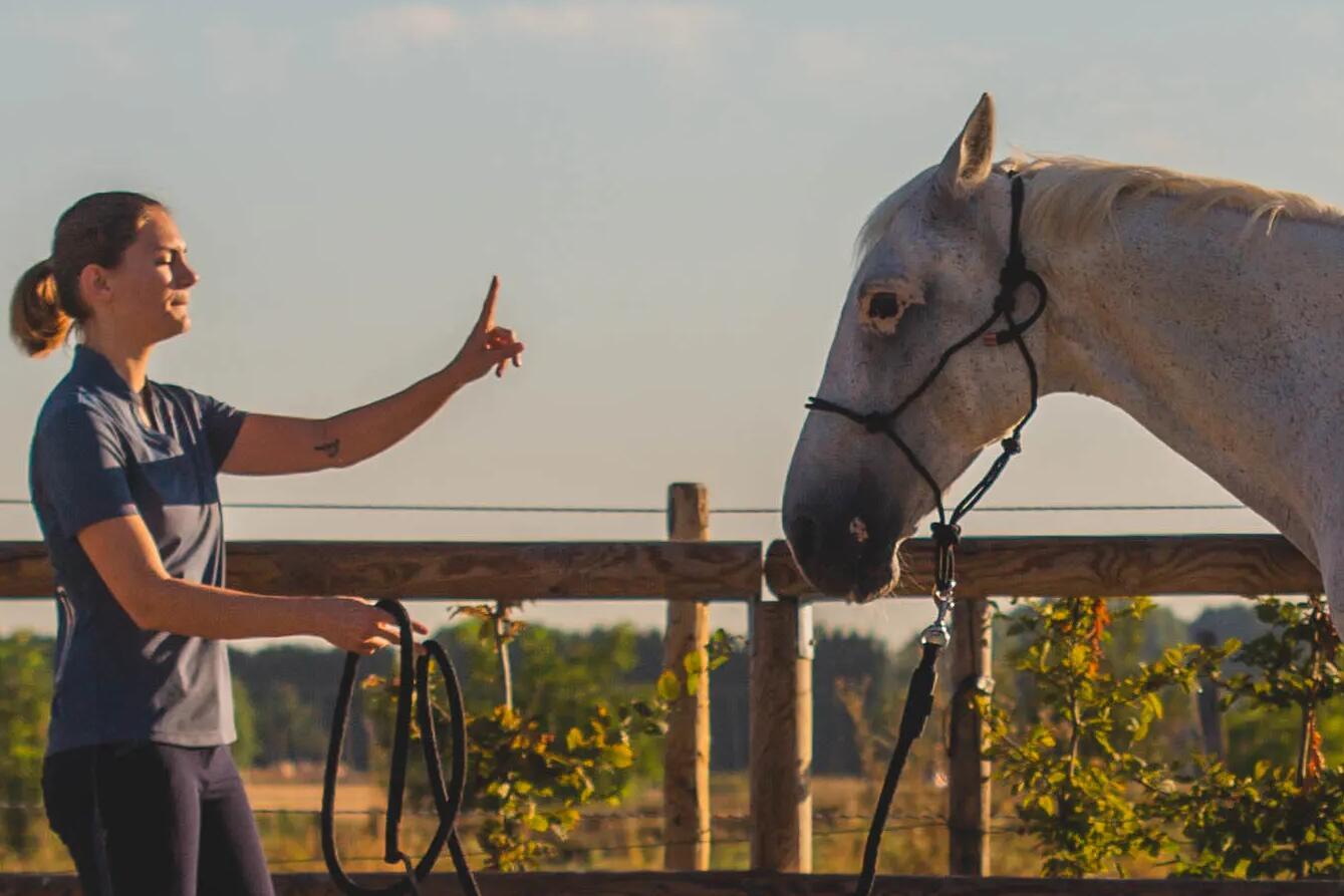 Cheval en train de faire du travail à pied avec sa cavalière qui lui demande l'immobilité