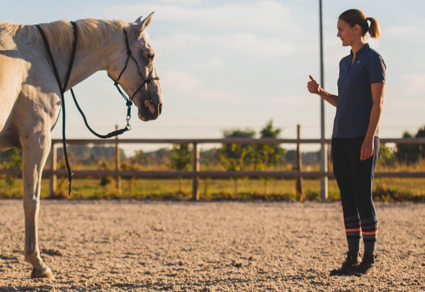 Cheval en train d'apprendre l'immobilité en travail à pied