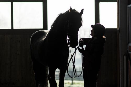 Commencer l'équitation avec succès : Astuces, lieux idéaux et équipements  essentiels