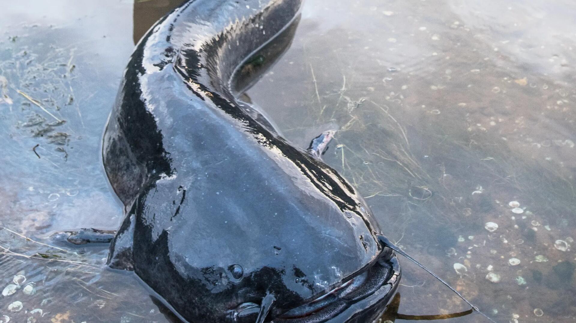 Peut-on pêcher un poisson autrement que par la gueule ? - France Bleu