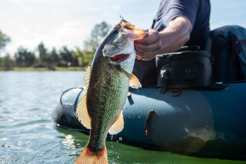 ou-et-quand-pêcher-black-bass