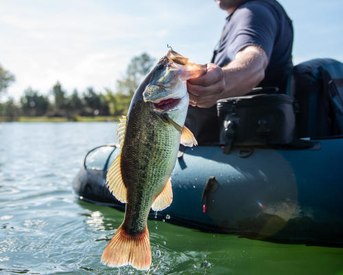 INTERVIEW D'EXPERT : QUEL POISSON NAGEUR CHOISIR POUR PECHER LA