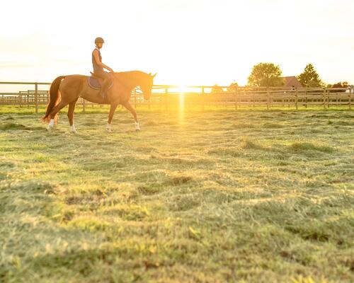 cheval en balade en extérieur au couché du soleil