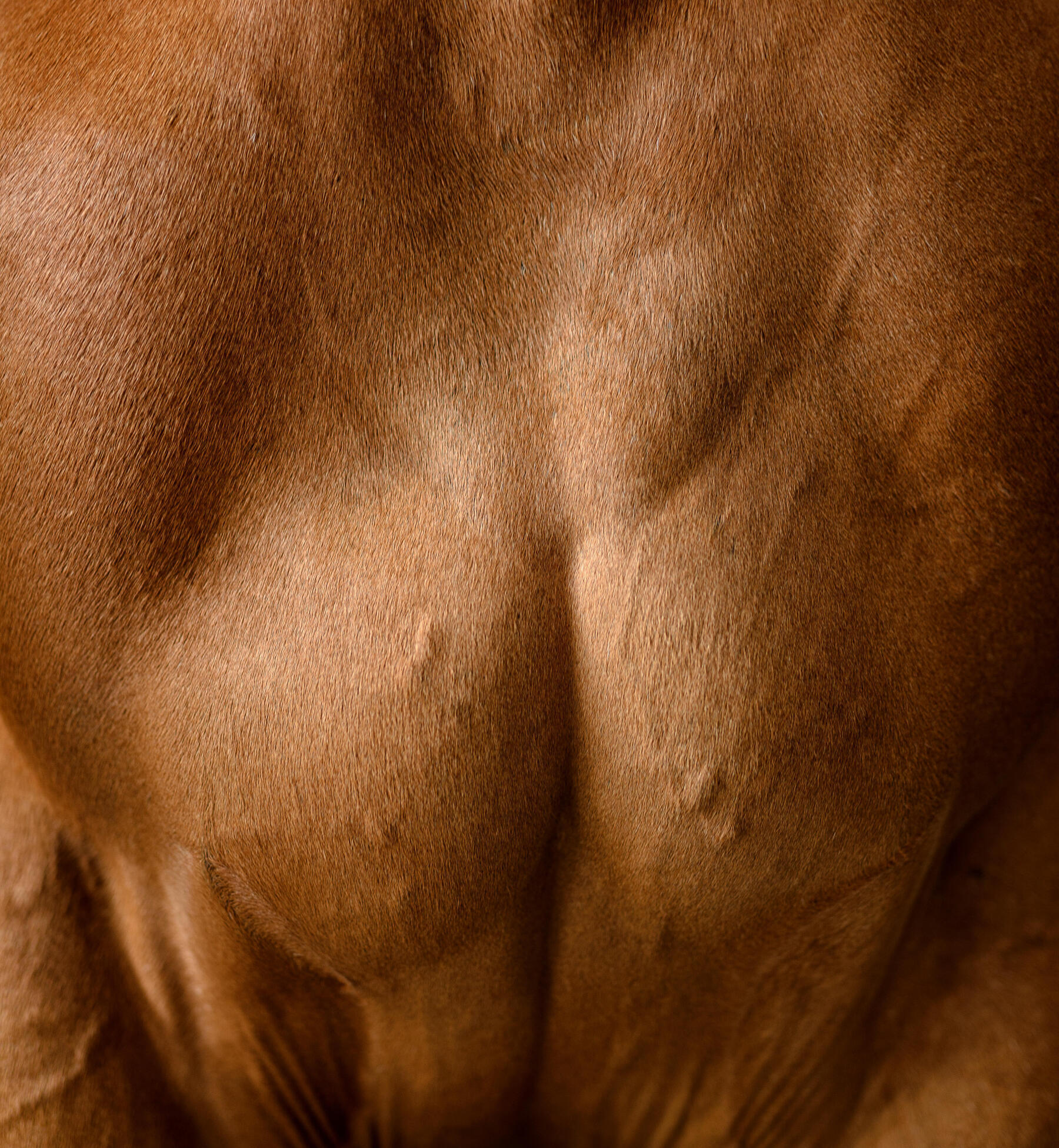 de algemene staat van je paard