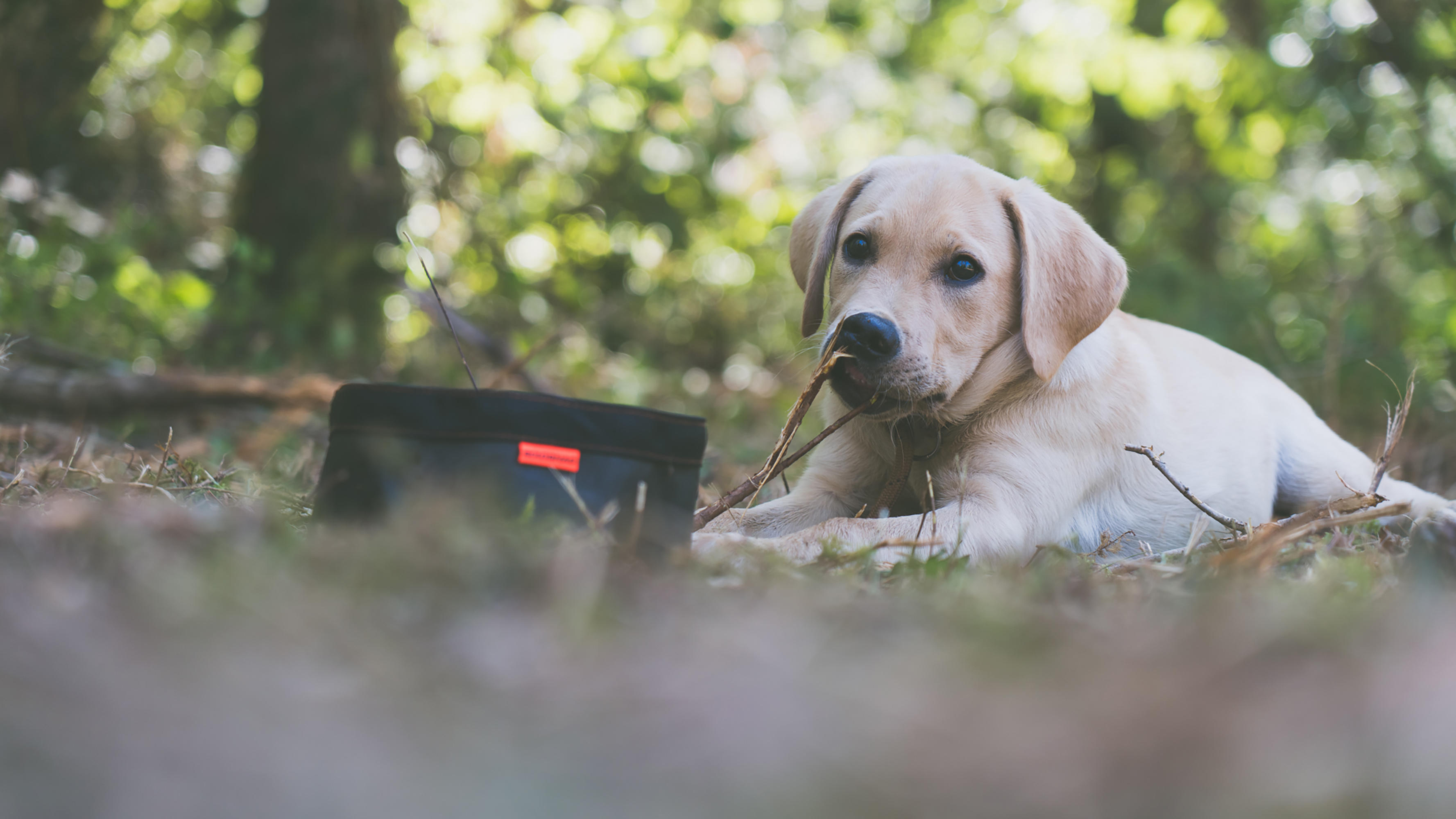 Gamelle pliable pour chien - 100 - SOLOGNAC