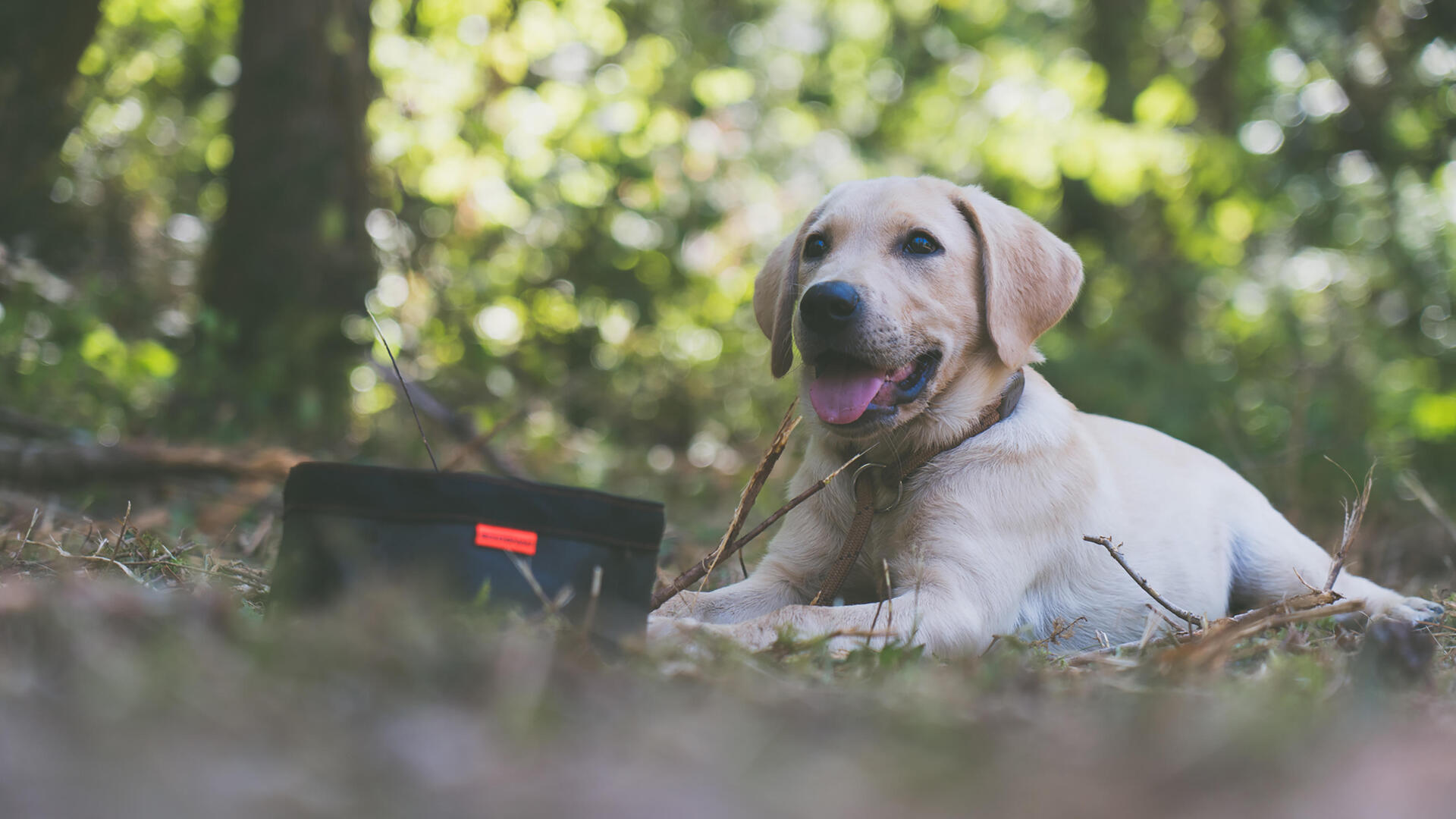 Un chien labrador avec une gamelle de croquettes devant lui Un chien labrador avec une gamelle de croquettes devant lui