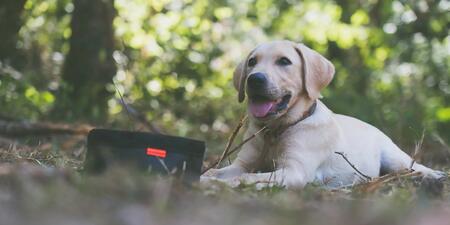 Alimentation du chien 