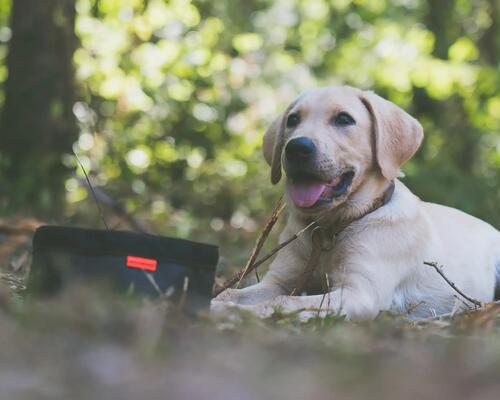COMMENT BIEN GERER LA TRANSITION ALIMENTAIRE DE VOTRE CHIEN