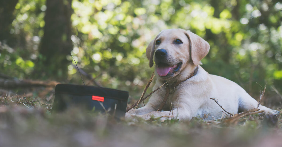 Bien gérer les troubles digestifs du chien