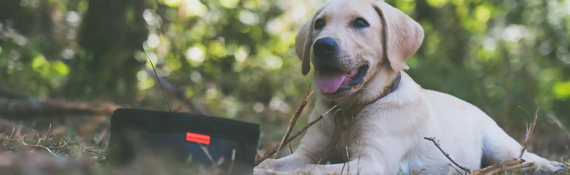 COMMENT BIEN GÉRER LA TRANSITION ALIMENTAIRE DE VOTRE CHIEN ?