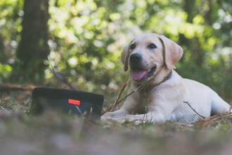 Un chien labrador avec une gamelle de croquettes devant lui