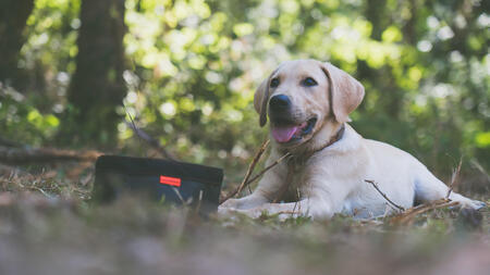 Un article qui explique comment gérer le changement de croquettes de son chien de chasse