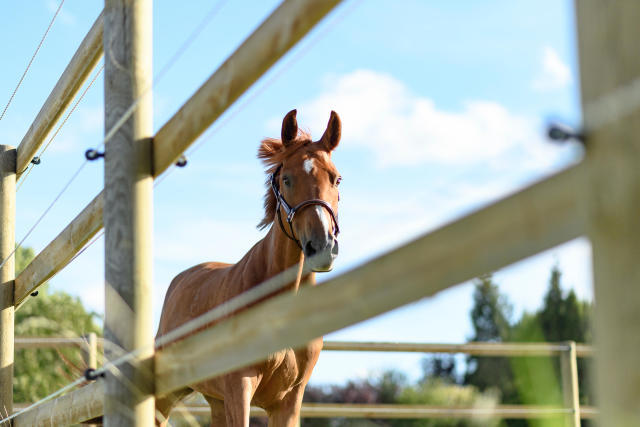 vans pour chevaux a donner