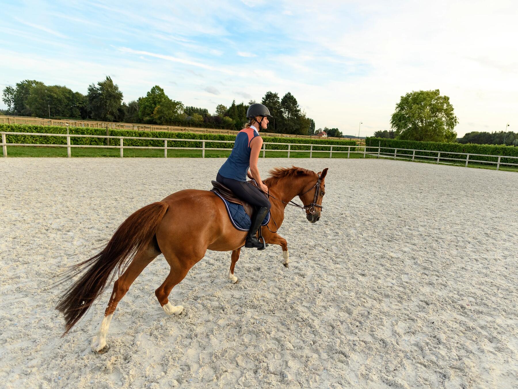  cheval au galop