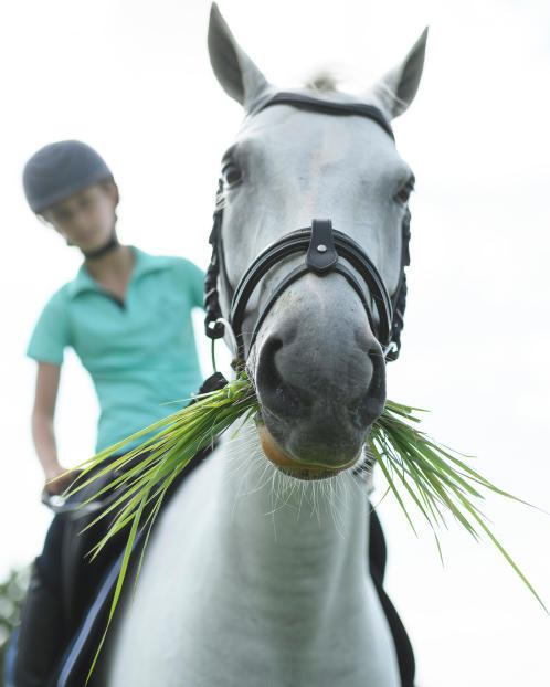 cheval au pré cheval au pré