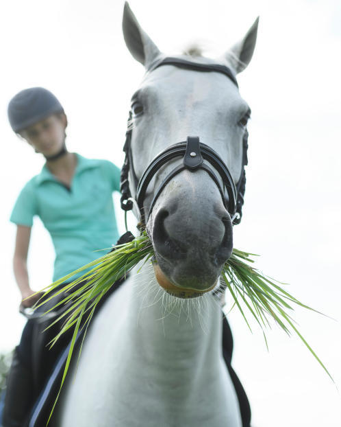 cheval au pré cheval au pré