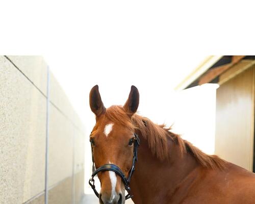 Cheval à l'attache avant des soins pour entretenir sa crinière