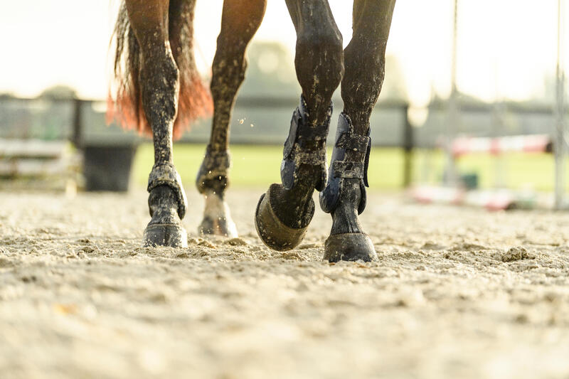 Como escolher proteções para os membros do cavalo? 