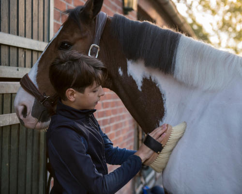 Jeune cavalier qui fait le pansage de son cheval avec une brosse