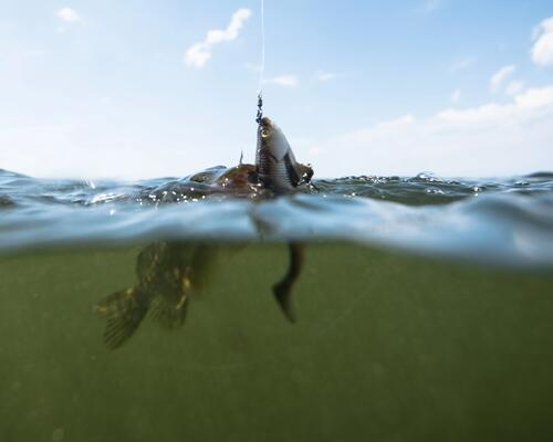 How to properly organise your bait for sea fishing