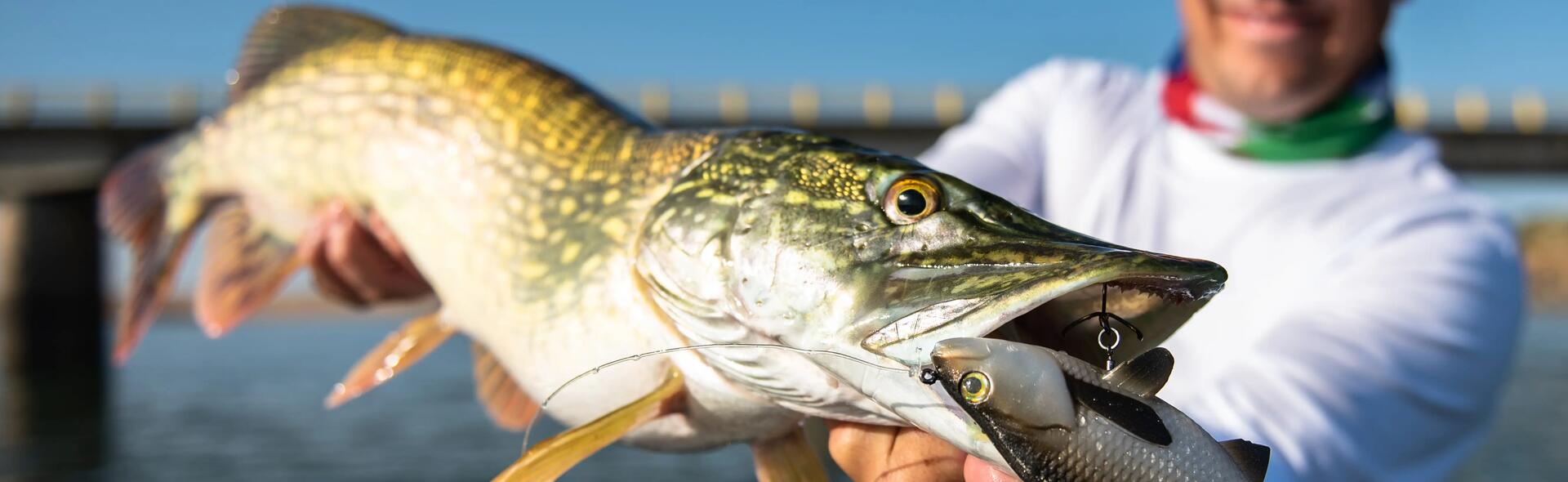 Quel équipement pour débuter la pêche aux leurres ?