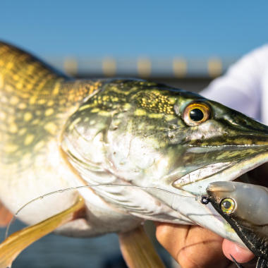 Quel équipement pour débuter la pêche aux leurres ?