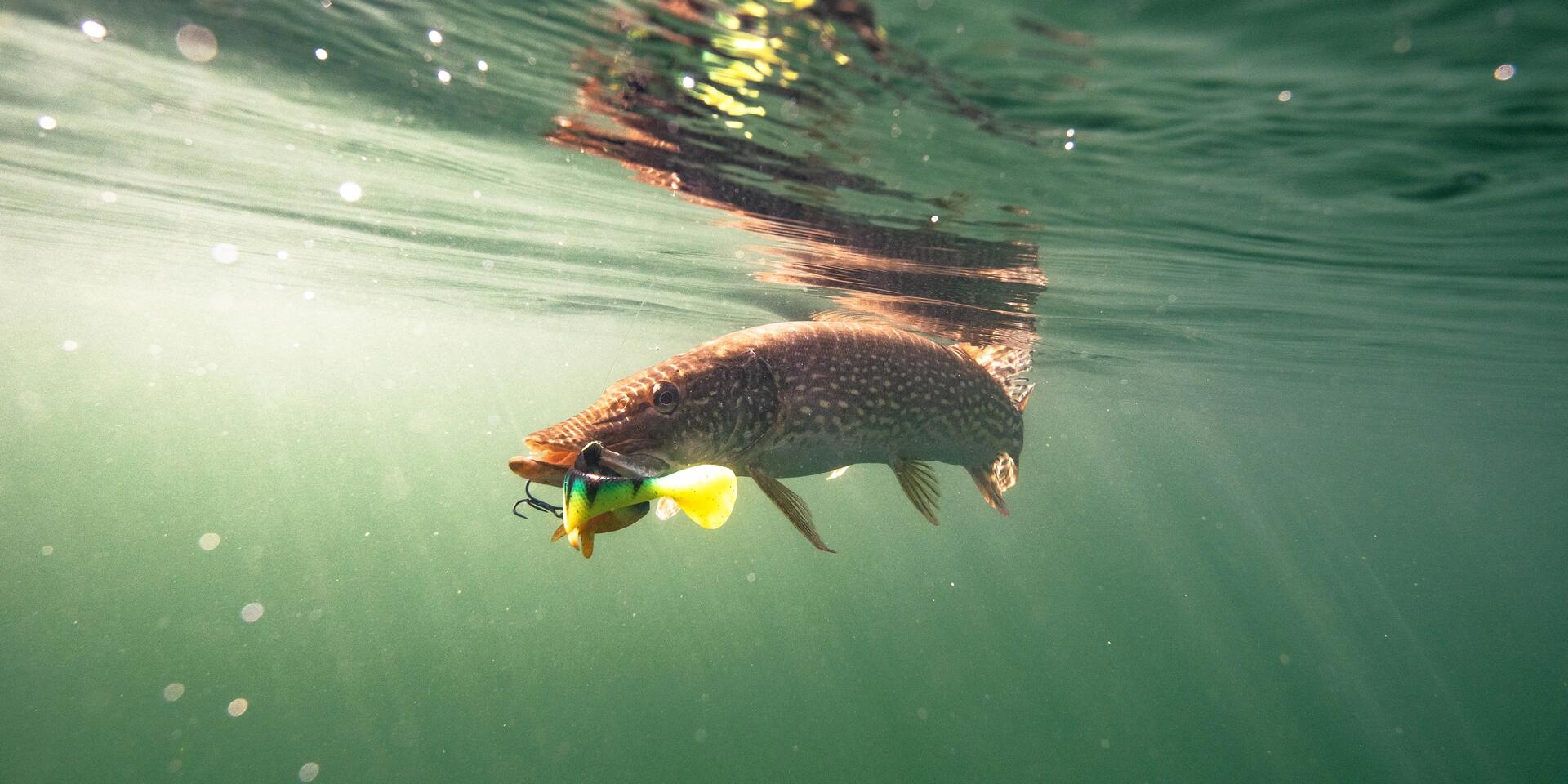 Pêche, le lexique pour vous aider à débuter 