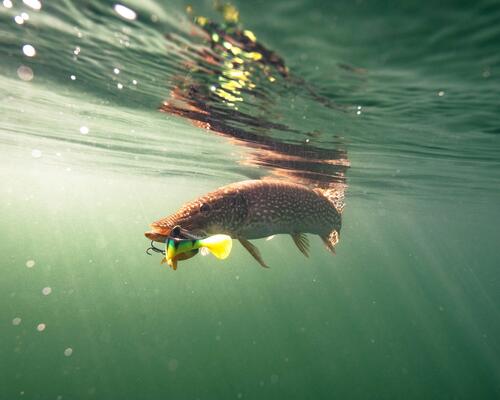 Pêche, le lexique pour vous aider à débuter 