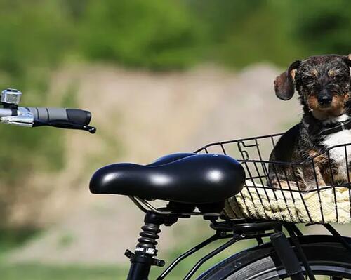 fiets hond