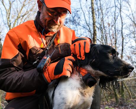 Equipement du chien pour la chasse à la bécasse Equipement du chien pour la chasse à la bécasse
