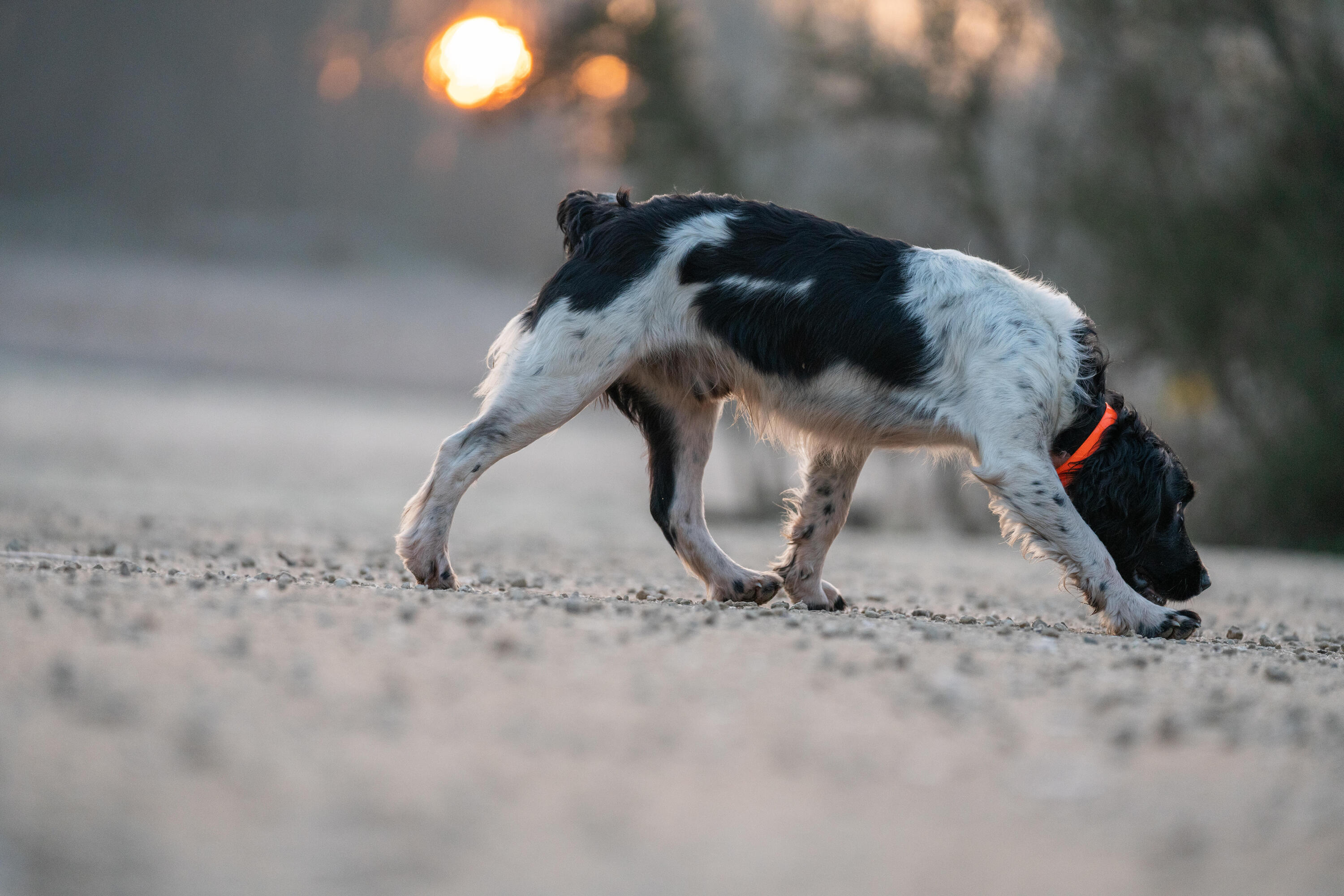 Hundehalsband 500 neonorange 9/10