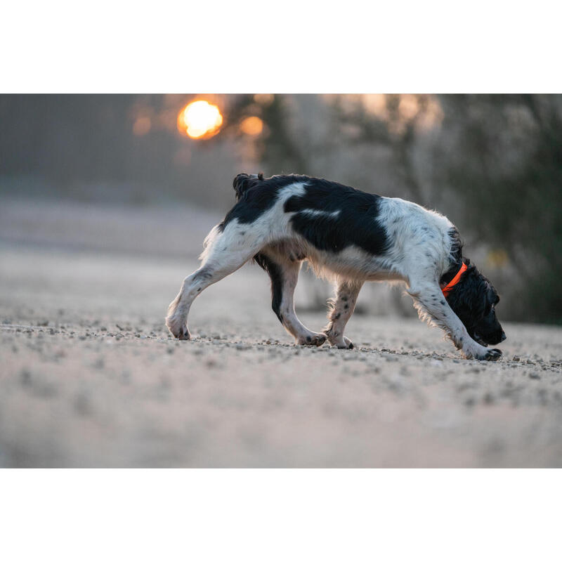 Collar Perro Solognac 500 Ajustable Plastico naranja Fluorescente