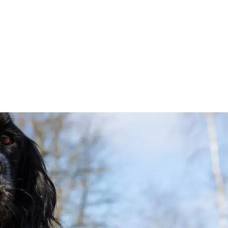 Un chien de chasse tenu en laisse par son maître Un chien de chasse tenu en laisse par son maître