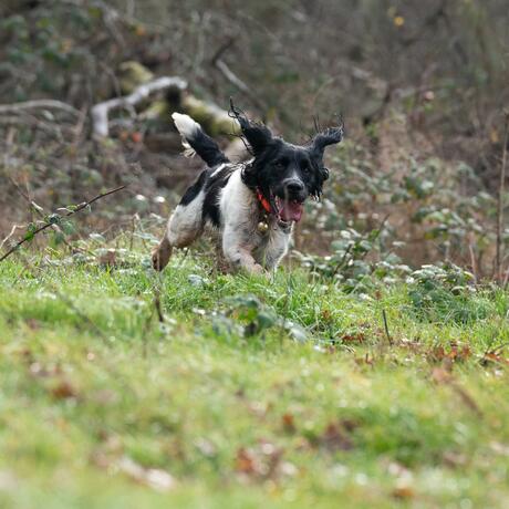 Un chien de chasse qui quête Un chien de chasse qui quête