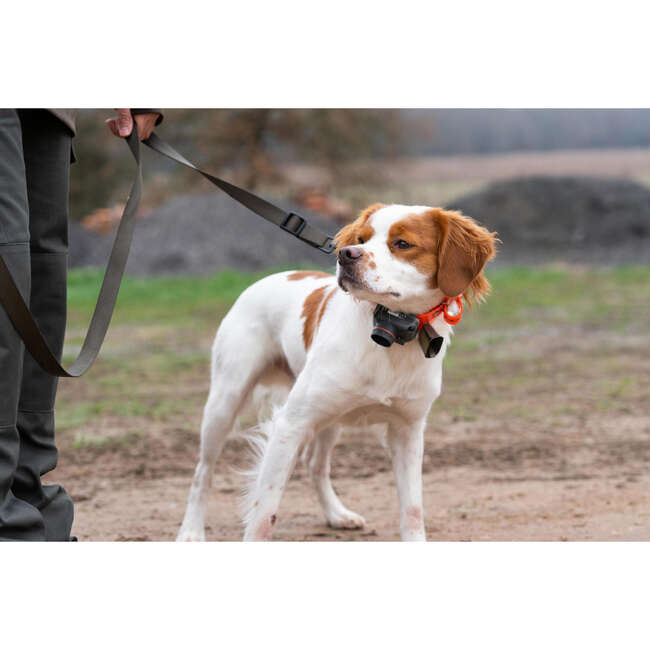 Köpek Tasma Kayışı Turuncu 100 SOLOGNAC Decathlon
