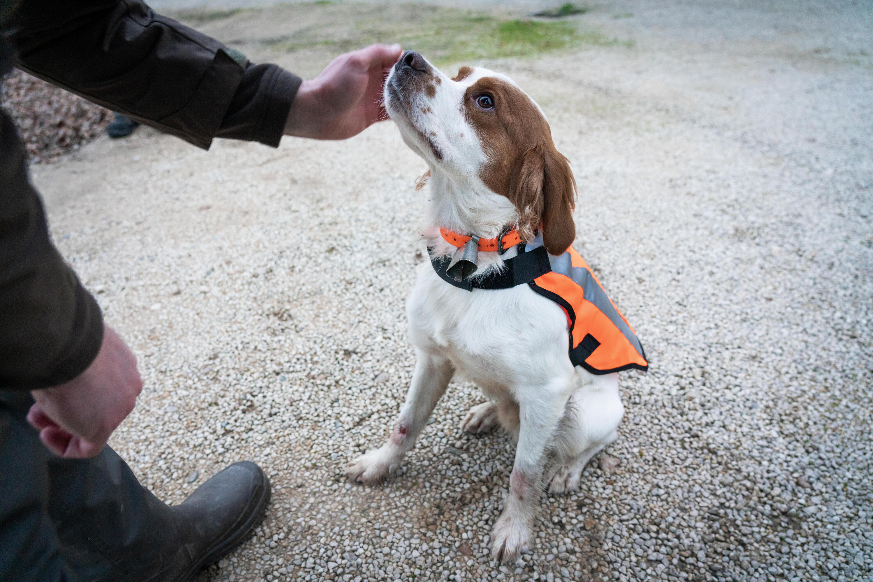 Gilet de chasse pour chien - 100 orange 14/15