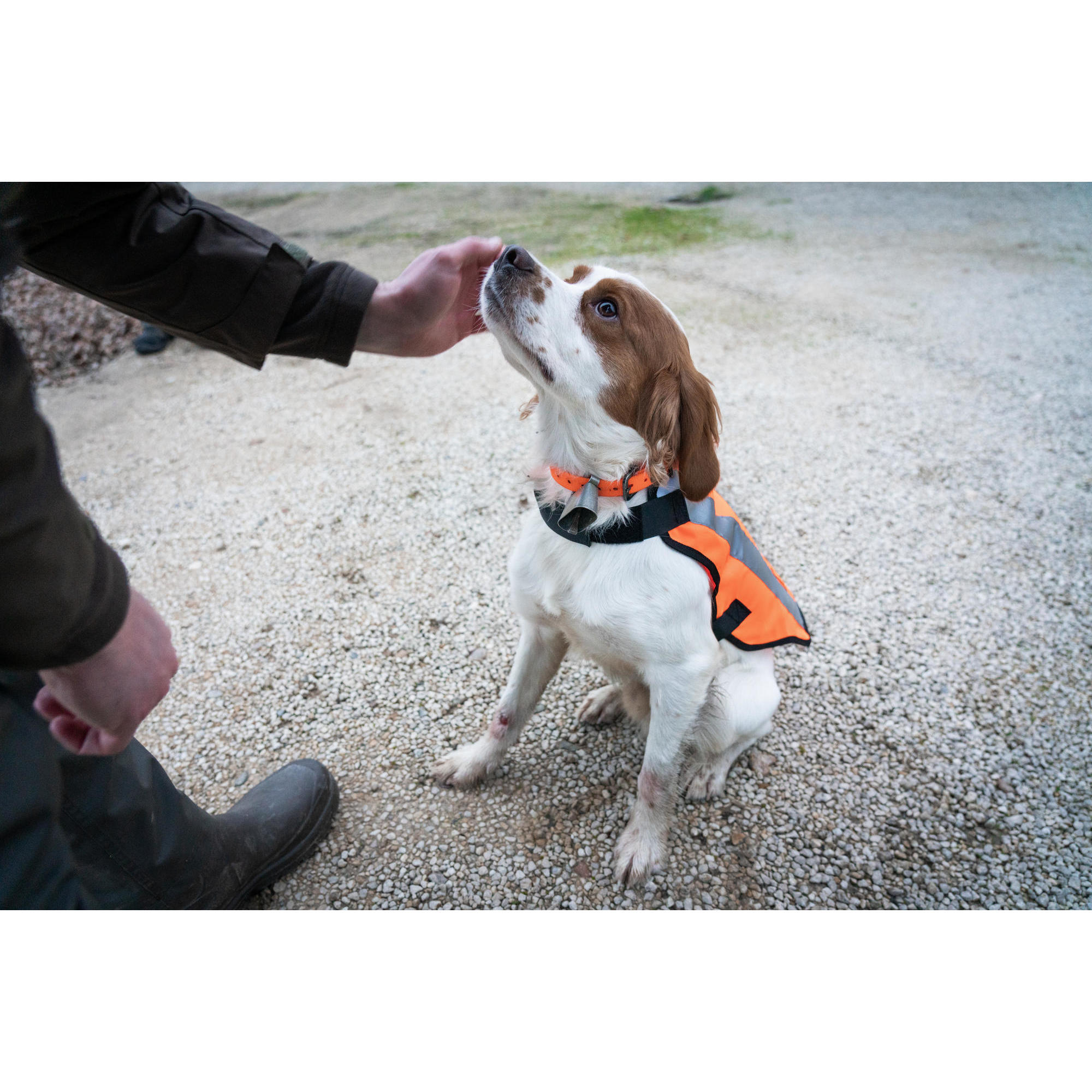 GILET CHIEN CHASSE ORANGE 100 SOLOGNAC Decathlon