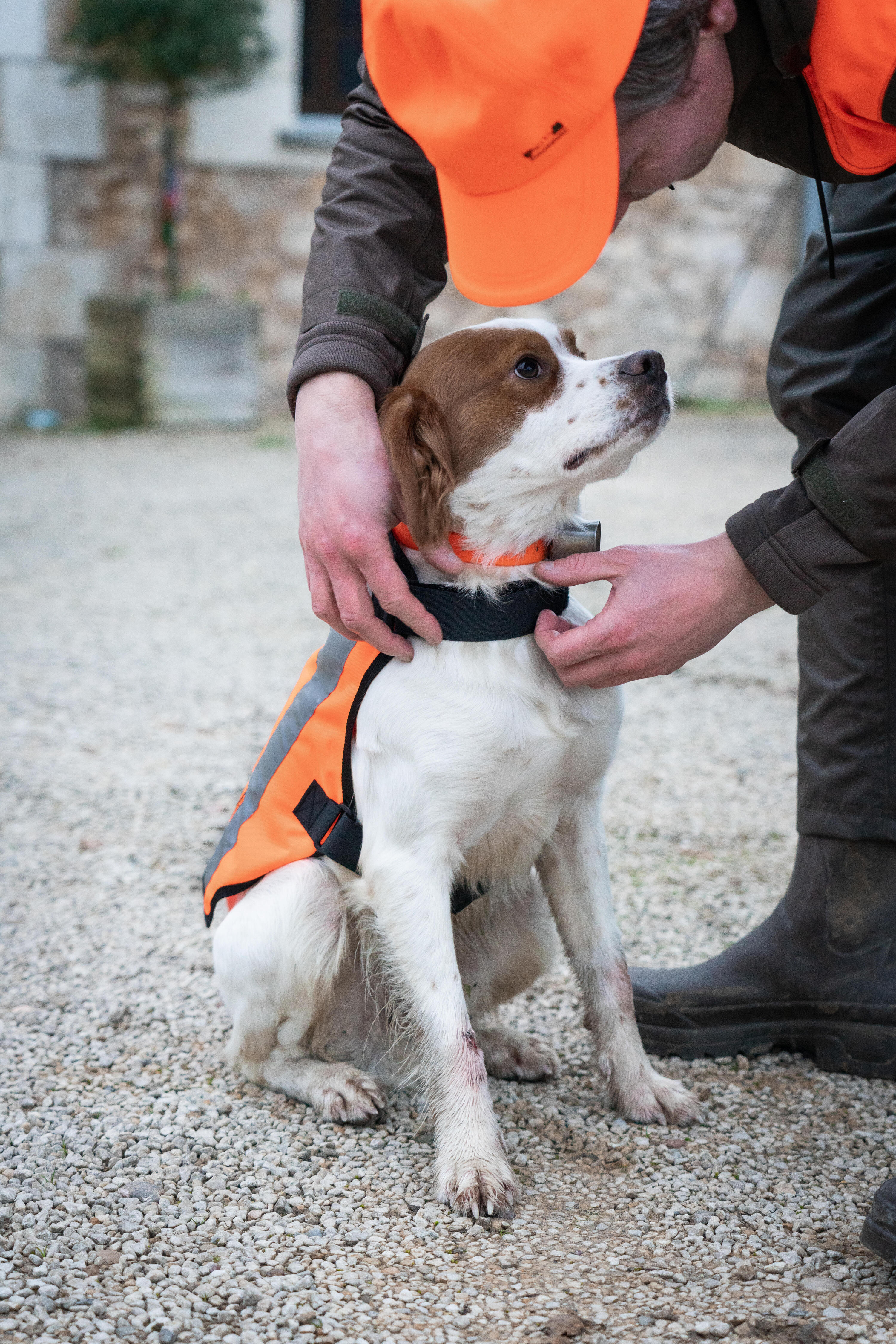 Gilet de chasse pour chien - 100 orange 13/15
