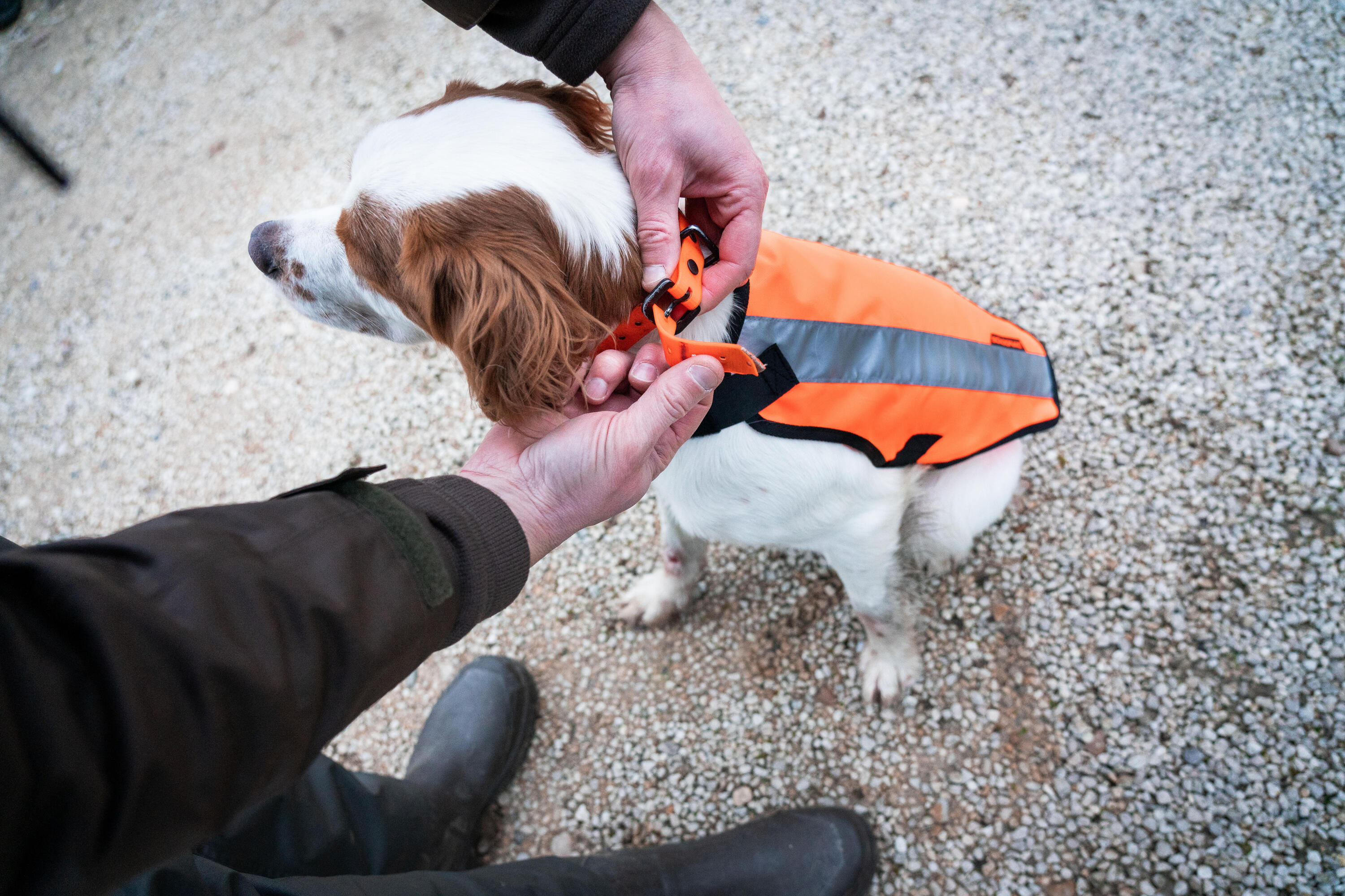 Gilet de chasse pour chien - 100 orange 11/15