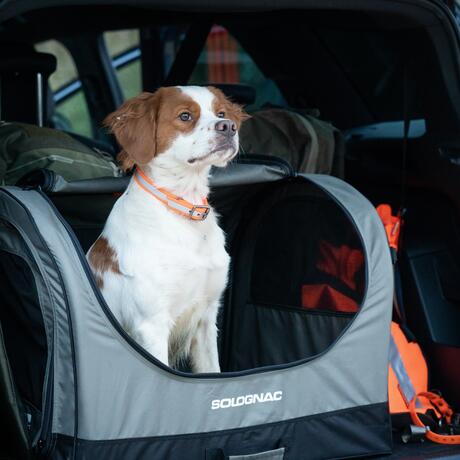 Un épagneul breton attendant dans une caisse à chien Un épagneul breton attendant dans une caisse à chien