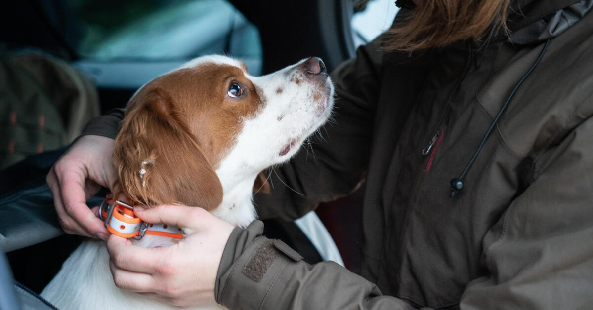 Le chien est il le premier ambassadeur de la chasse