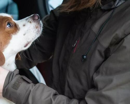 Le chien, l'atout séduction de la chasse