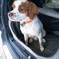 Un épagneul breton attendant dans une caisse à chien